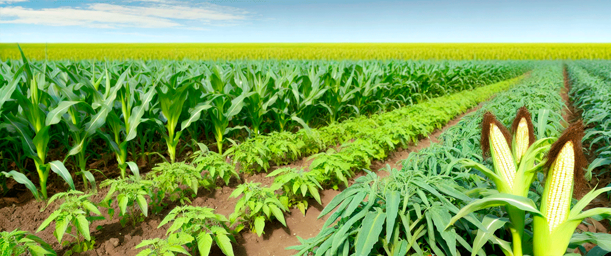 Fertilizer supplies